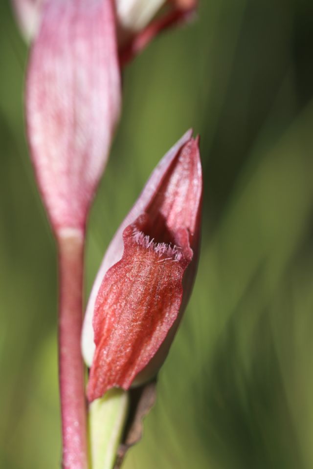 Serapias parviflora e ibridi (Mugello)